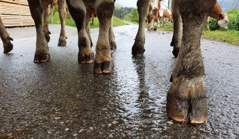 Zahl der Rinder haltenden Betriebe 2021 in Österreich gesunken