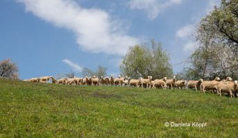 Mehr Schafe und Ziegen in Österreich!