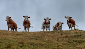 Rinderbestand: Rückgang bei Betrieben und Rindern